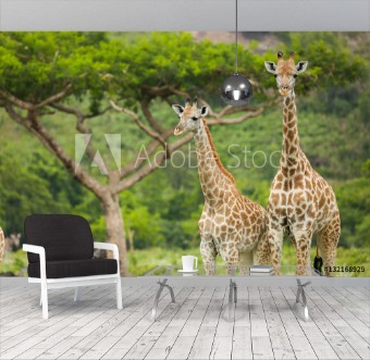 Picture of Two Giraffes and an Acacia Tree